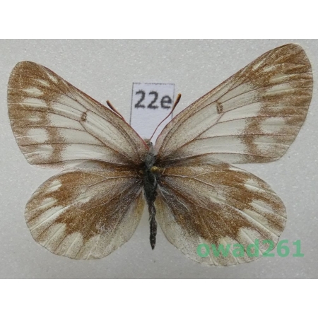 Colias nebulosa sungpani O. Bang-Haas, 1927 China22e